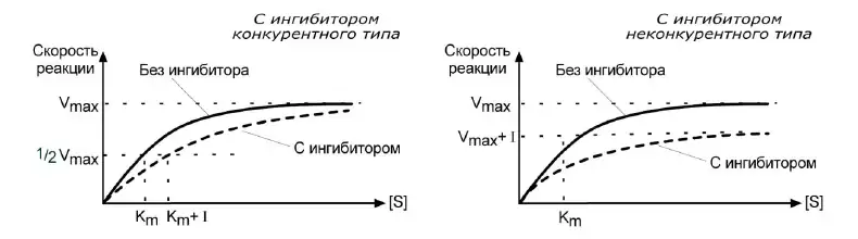Кинетические кривые конкурентного и неконкурентного ингибирования