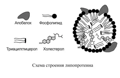 Схема строения транспортного липопротеина