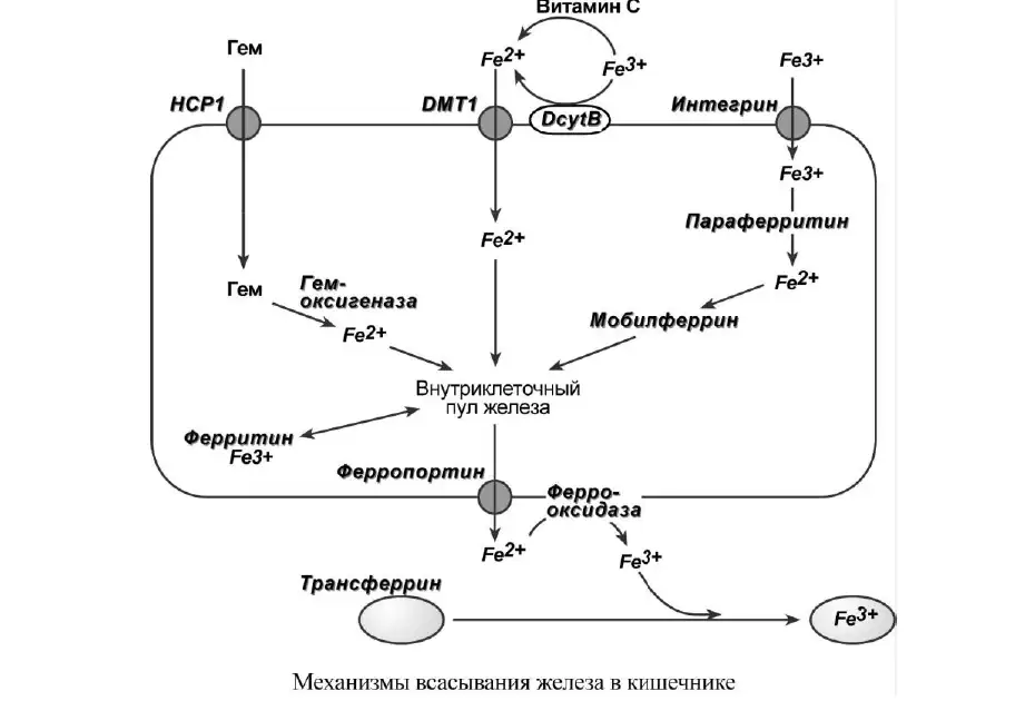 Механизмы всасывания железа в кишечнике