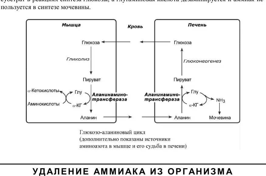 Глюкозо-аланиновый цикл