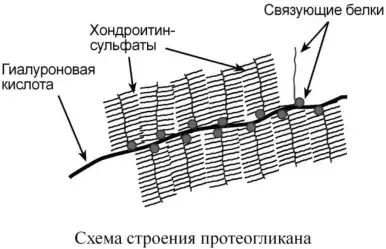 Схема строения протеогликана