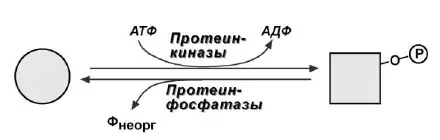 Фосфорилирование и дефосфорилирование фермента