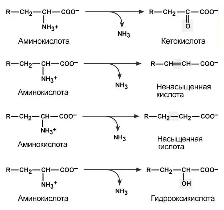 Четыре типа дезаминирования аминокислот