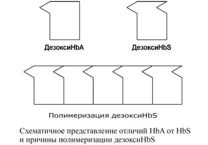 Различия HbA и HbS и полимеризация дезоксиHbS