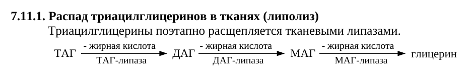 Последовательный гидролиз триацилглицерола