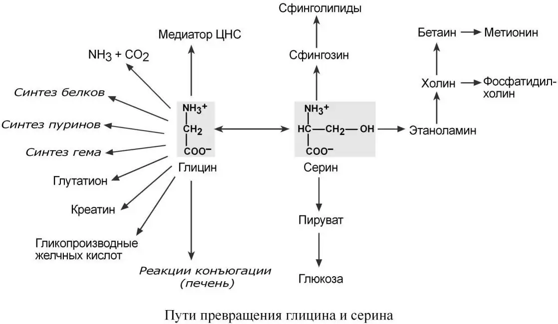 Пути превращения глицина и серина