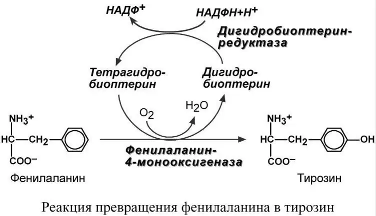 Превращение фенилаланина в тирозин