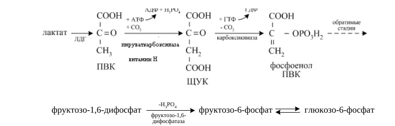 Обход необратимых реакций гликолиза при глюконеогенезе