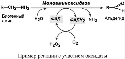 Окисление биогенного амина моноаминоксидазой