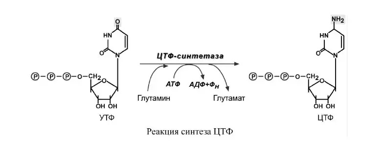 Синтез ЦТФ из УТФ