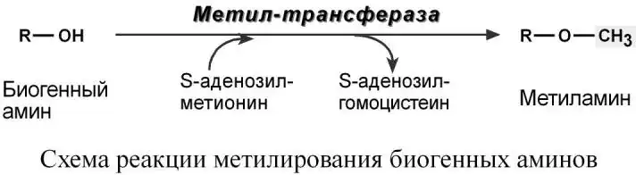 Метилирование биогенного амина