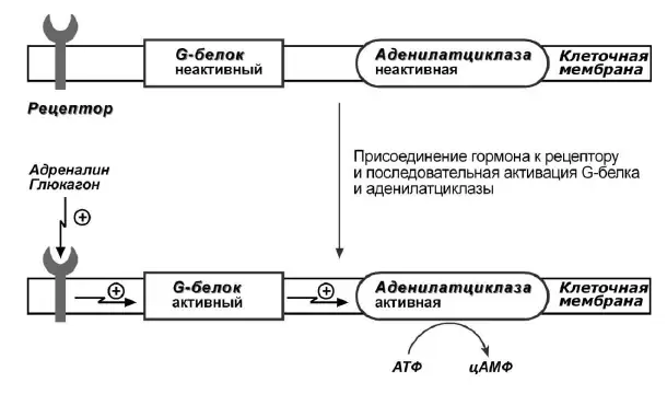 Активация аденилатциклазы G-белком