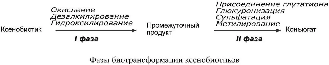 Фазы биотрансформации ксенобиотиков