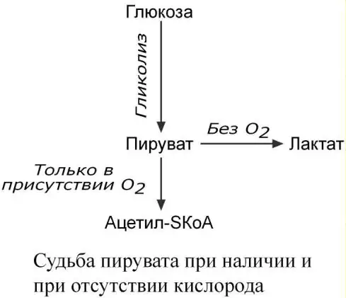 Превращение пирувата в лактат или ацетил-КоА