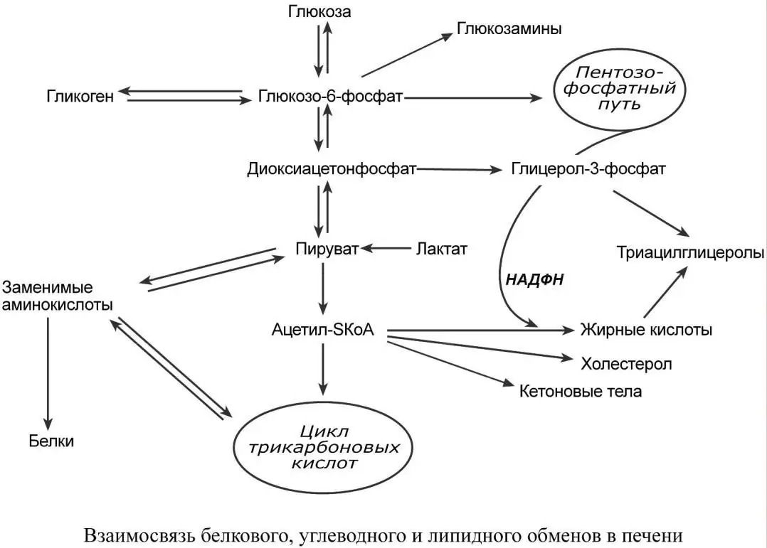 Взаимосвязь белкового, углеводного и липидного обменов в печени