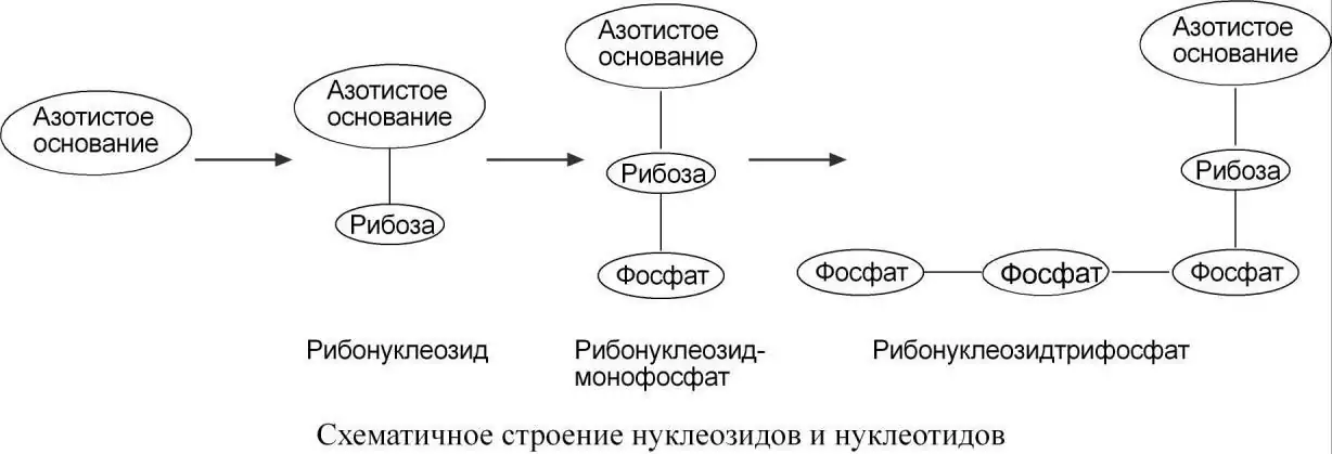 Схематическое строение нуклеозидов и нуклеотидов