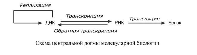 Схема центральной догмы с обратной транскрипцией