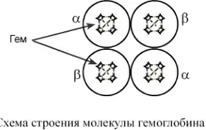 Схема четвертичной структуры гемоглобина
