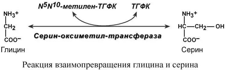Взаимопревращение глицина и серина