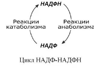 Цикл НАДФ и НАДФН