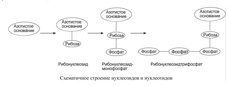 Схематическое строение нуклеозидов и нуклеотидов