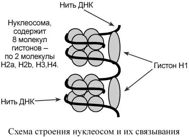 Схема строения нуклеосом
