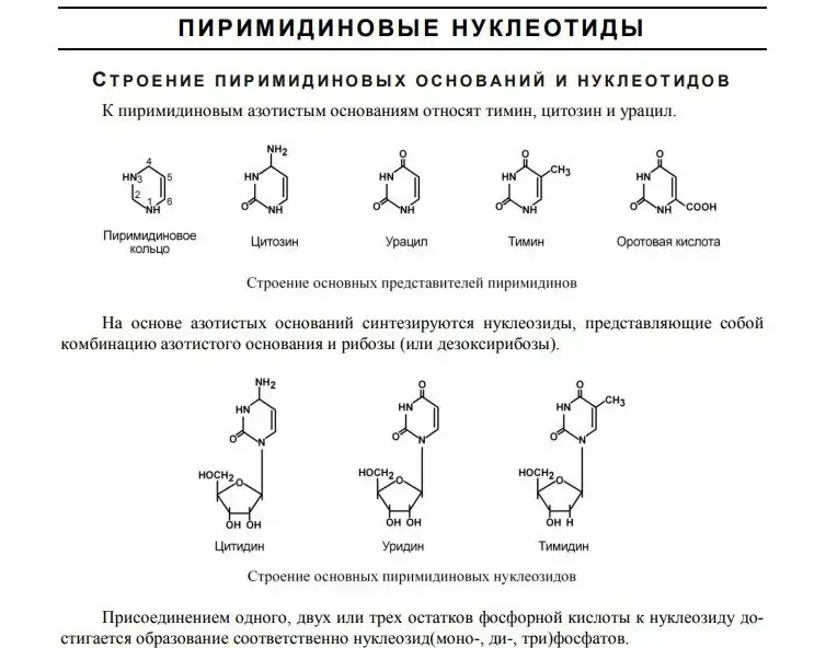 Строение пиримидиновых оснований и нуклеотидов