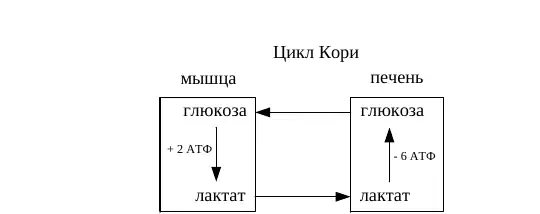 Цикл Кори между мышцами и печенью