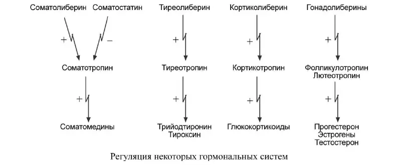Регуляция некоторых гормональных систем