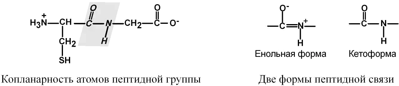 Копланарность атомов пептидной группы и две формы пептидной связи