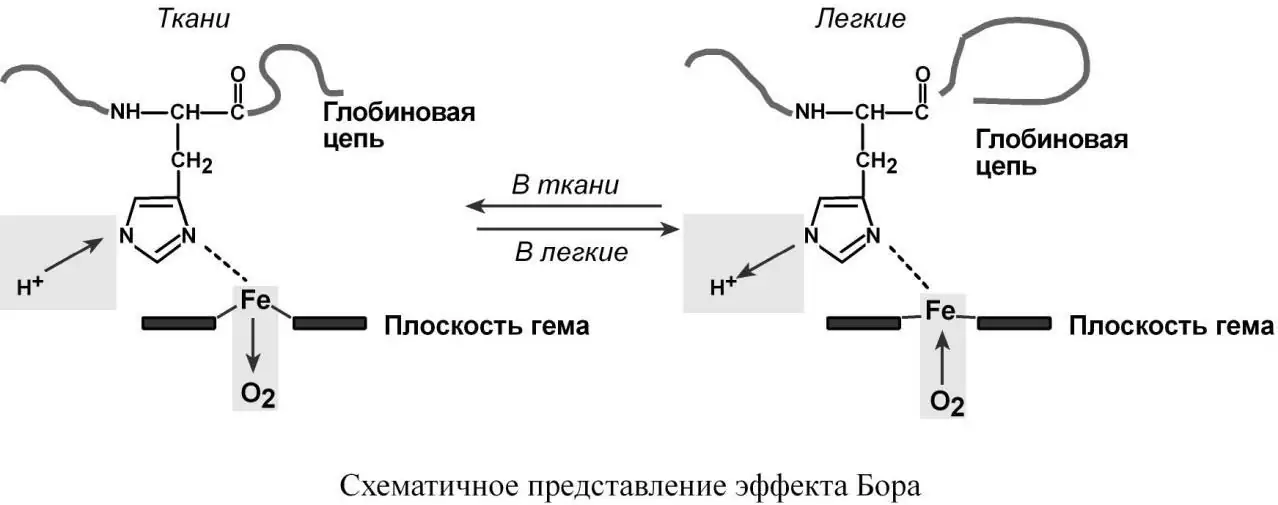 Схематическое представление эффекта Бора