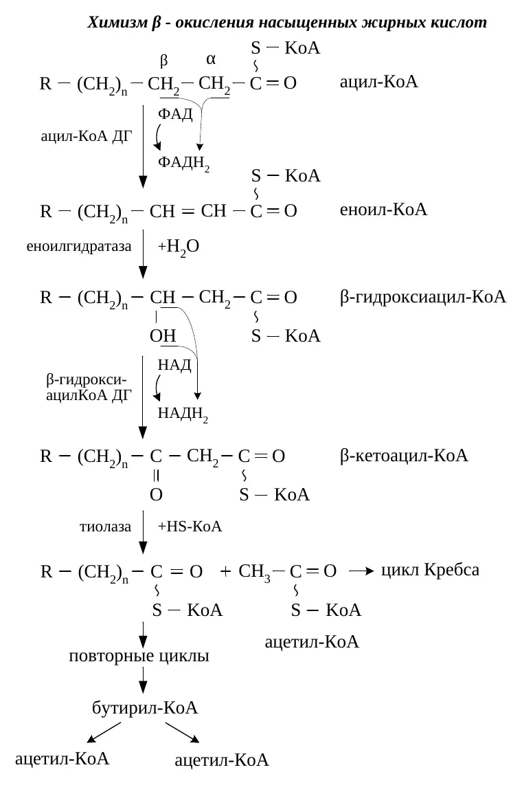Химизм бета-окисления насыщенных жирных кислот
