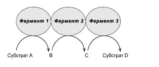 Работа мультиферментного комплекса