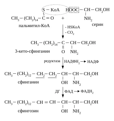 Синтез сфингозина из пальмитоил-КоА и серина