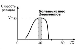 Зависимость скорости ферментативной реакции от температуры