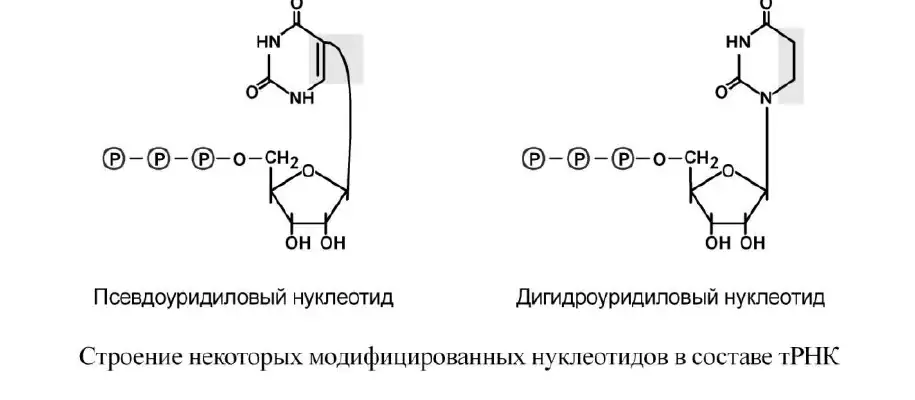 Строение некоторых модифицированных нуклеотидов в составе тРНК