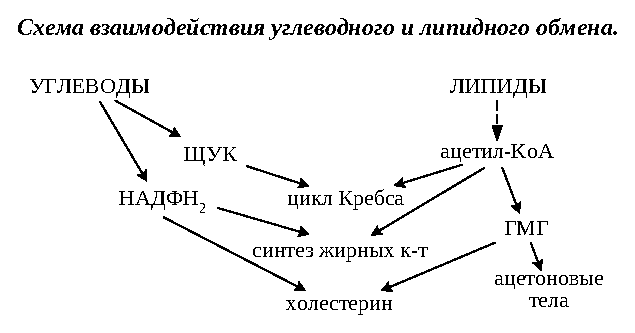 Схема взаимодействия углеводного и липидного обмена