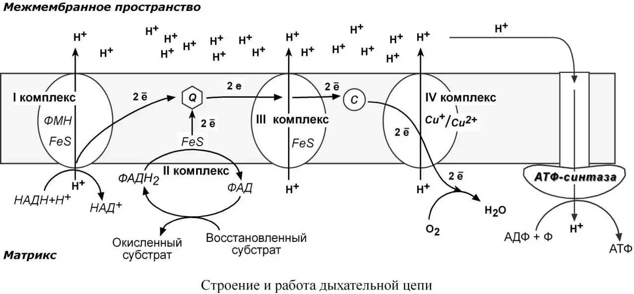 Дыхательная цепь, протонный градиент и АТФ-синтаза