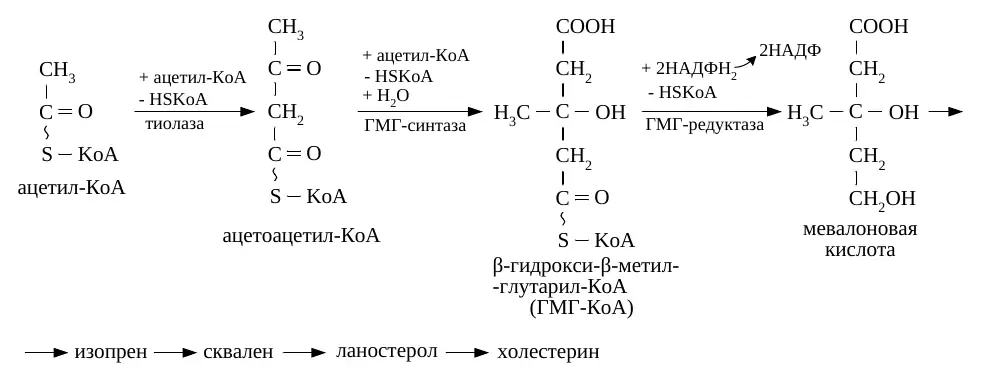 Биосинтез мевалоновой кислоты и холестерина