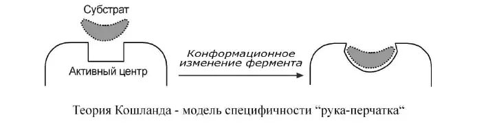 Модель Кошланда индуцированное соответствие