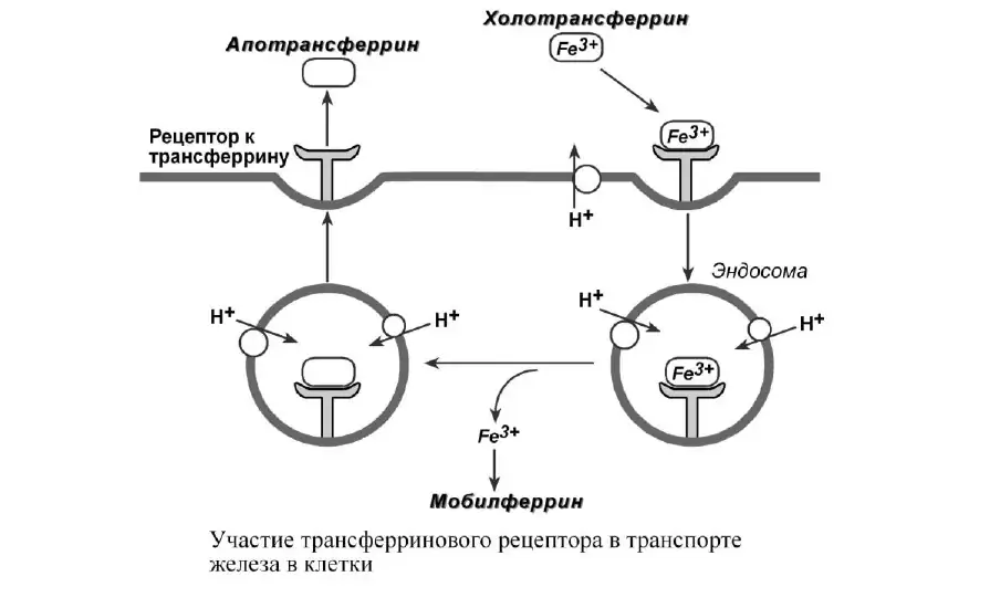 Участие трансферринового рецептора в транспорте железа в клетки