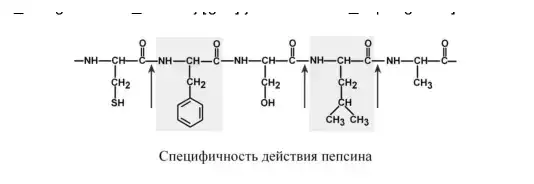 Специфичность действия пепсина.
