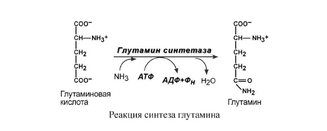 Синтез глутамина из глутамата