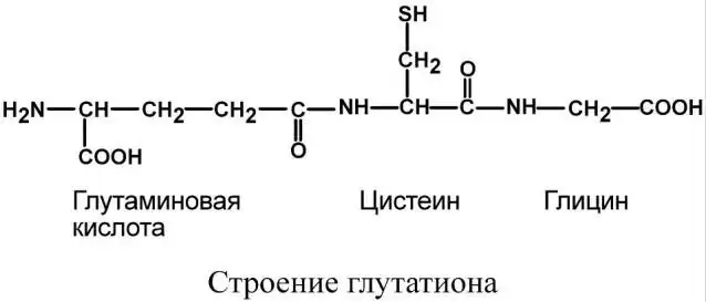 Строение глутатиона