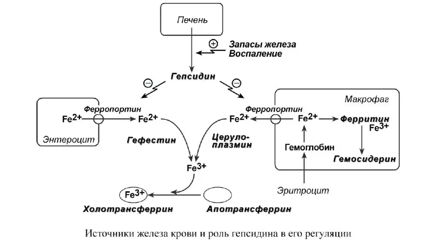 Источники железа крови и роль гепсидина в его регуляции