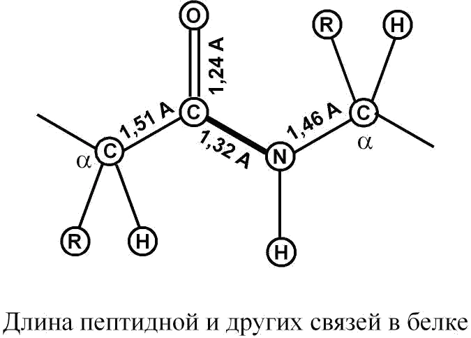 Длина пептидной и других связей в белке