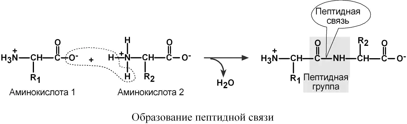 Образование пептидной связи