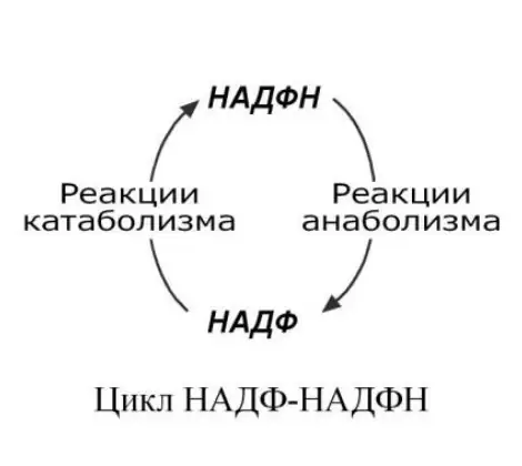 Цикл НАДФ–НАДФН
