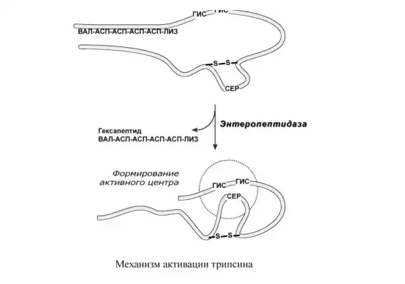 Механизм активации трипсина.