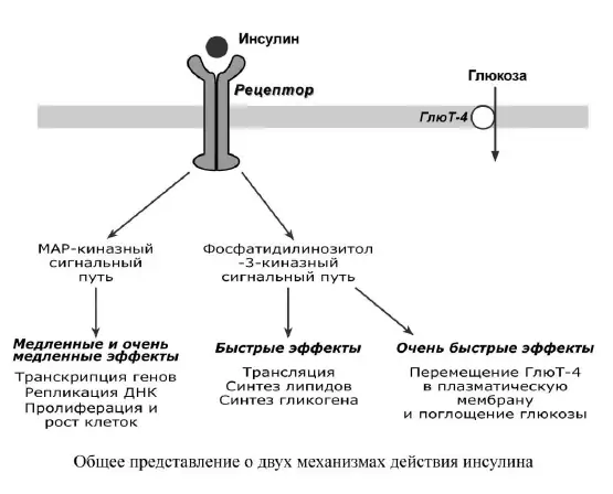 Общее представление о двух механизмах действия инсулина